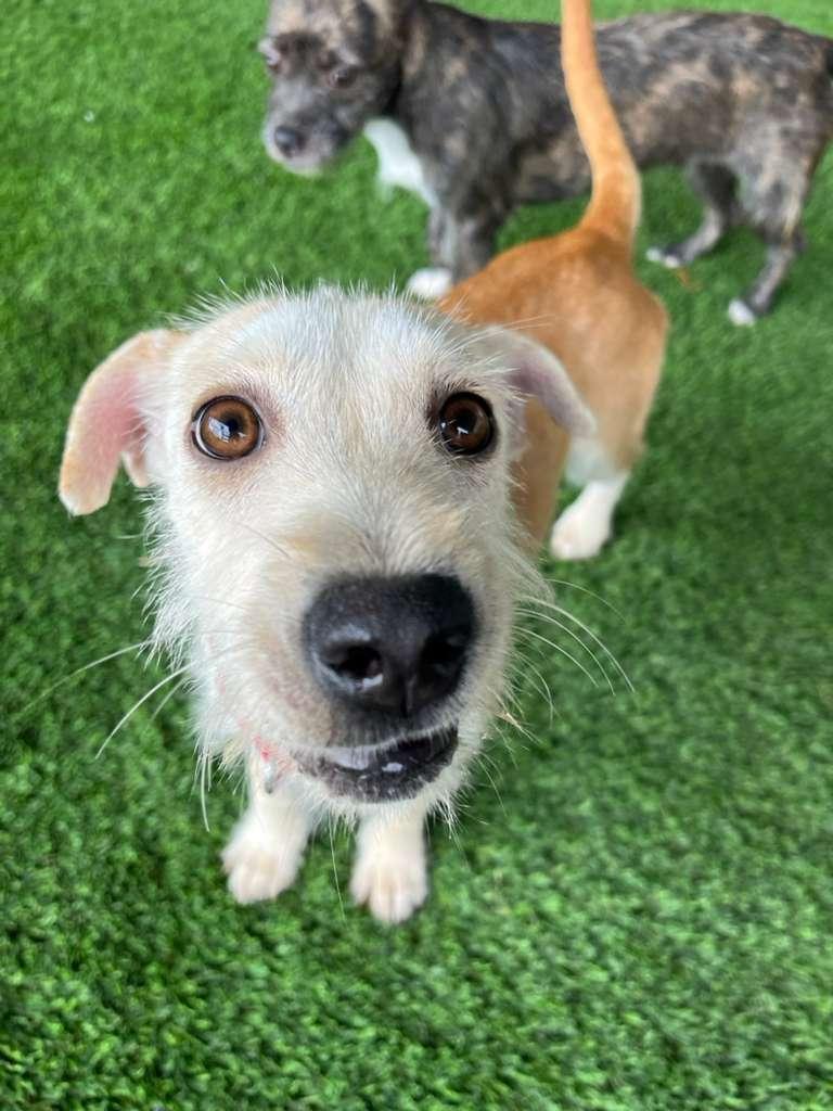 Olive, a Adoptable mixed breed in Brooklyn, NY image 1/5