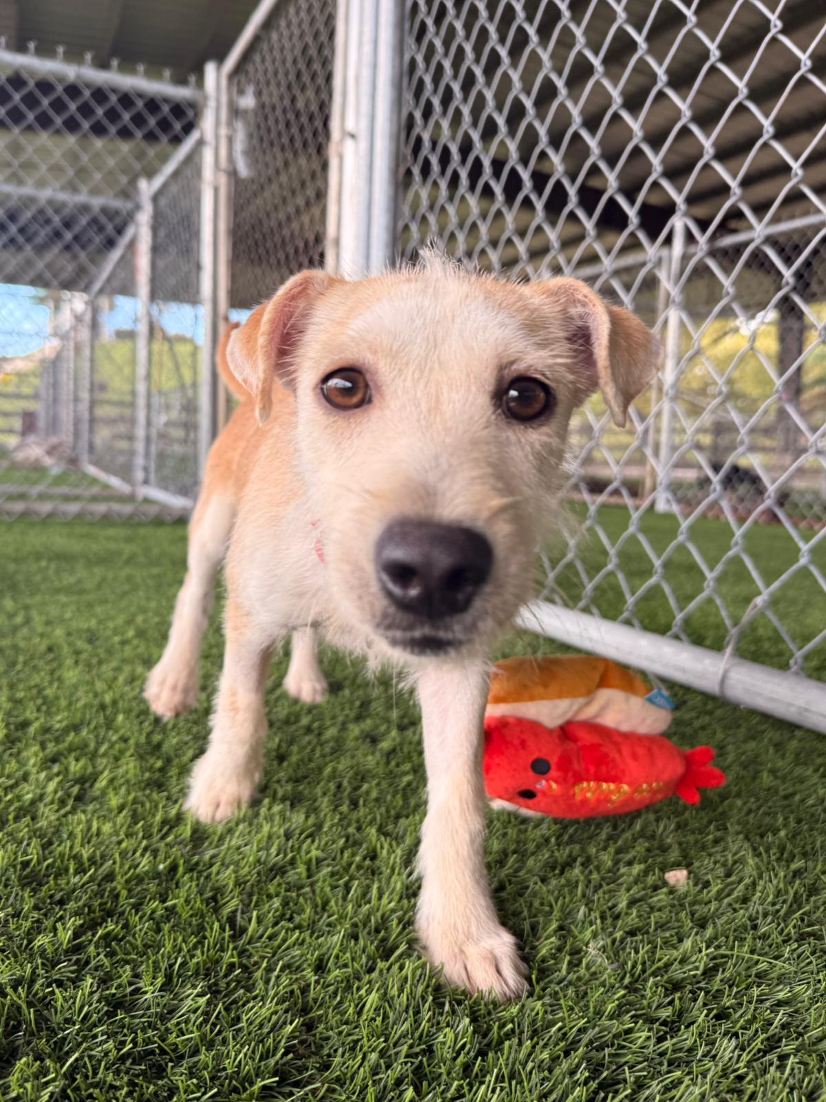 Olive, a Adoptable mixed breed in Brooklyn, NY image 2/5