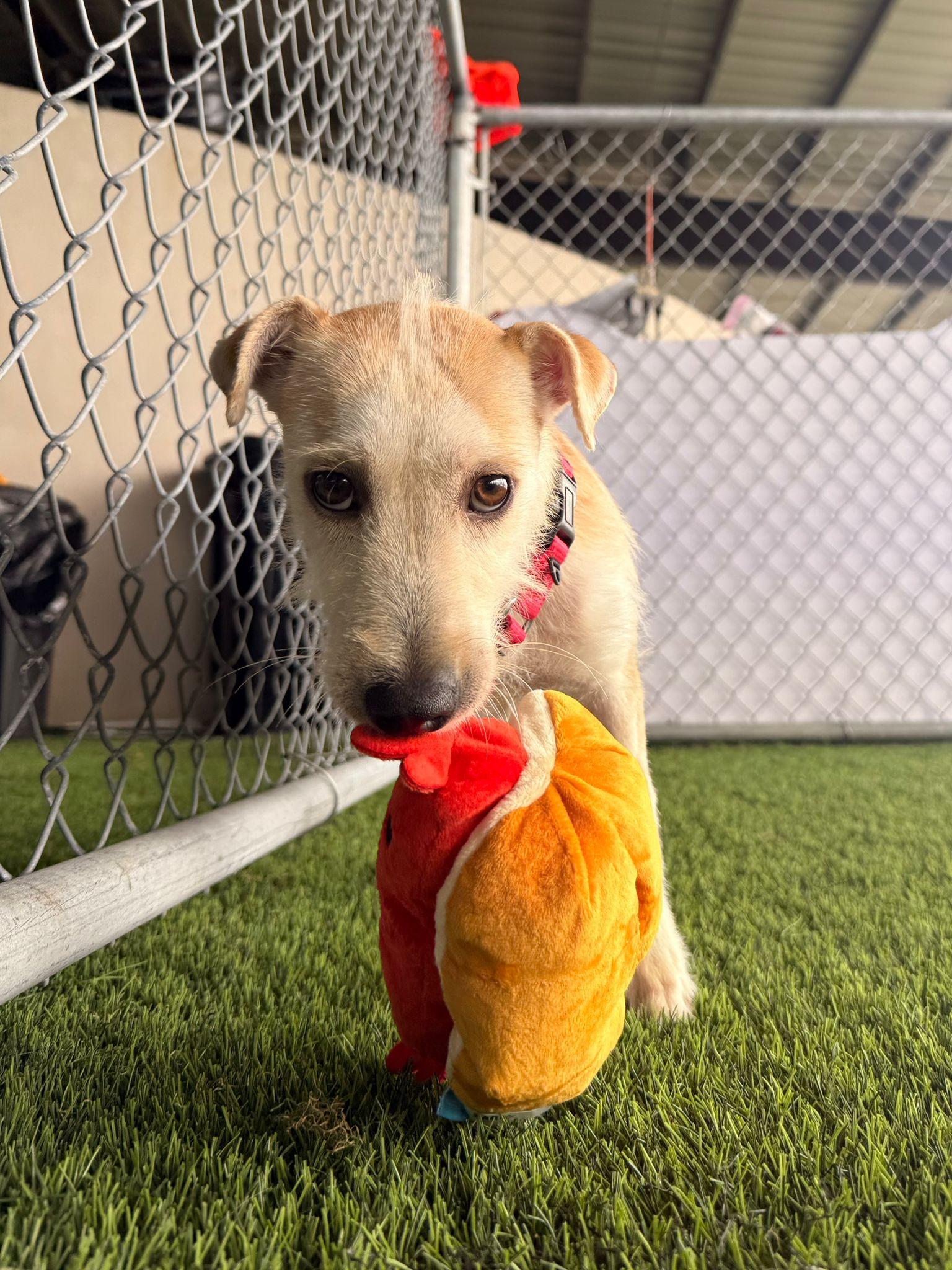 Olive, a Adoptable mixed breed in Brooklyn, NY image 5/5