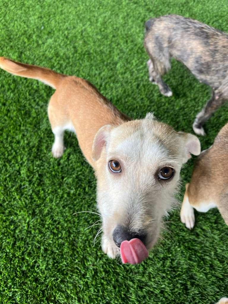 Olive, a Adoptable mixed breed in Brooklyn, NY image 3/5