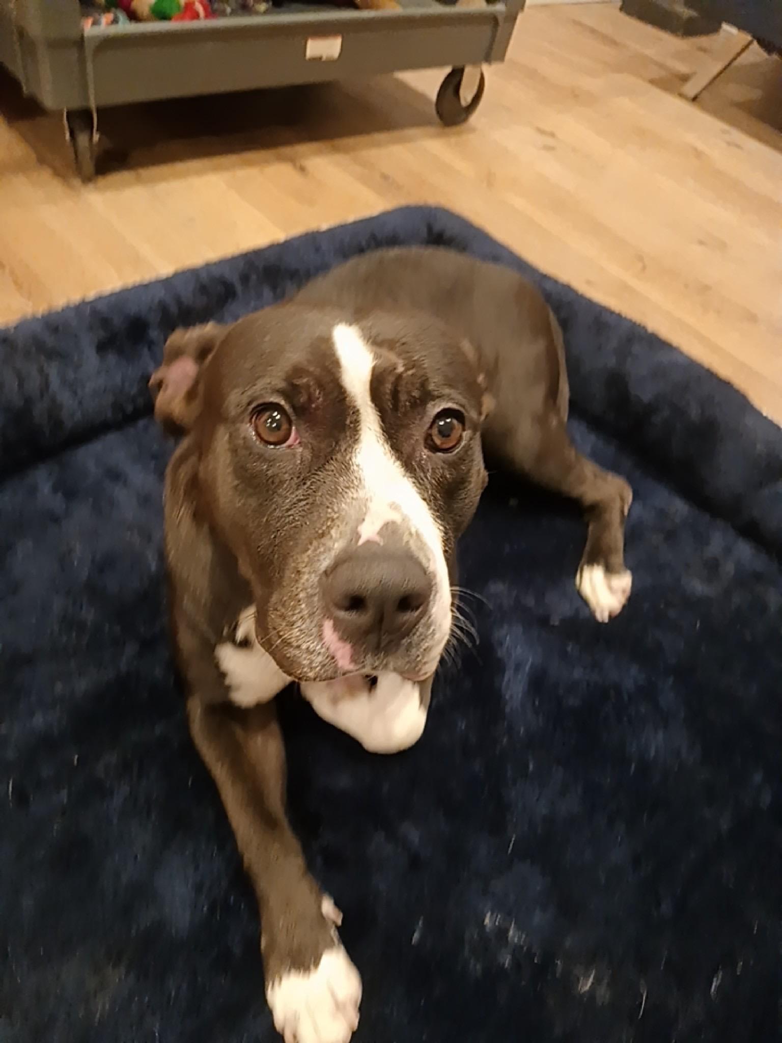 Enlarge Hannah, a ADOPTABLE mixed breed in Riverside, CA image 4/5