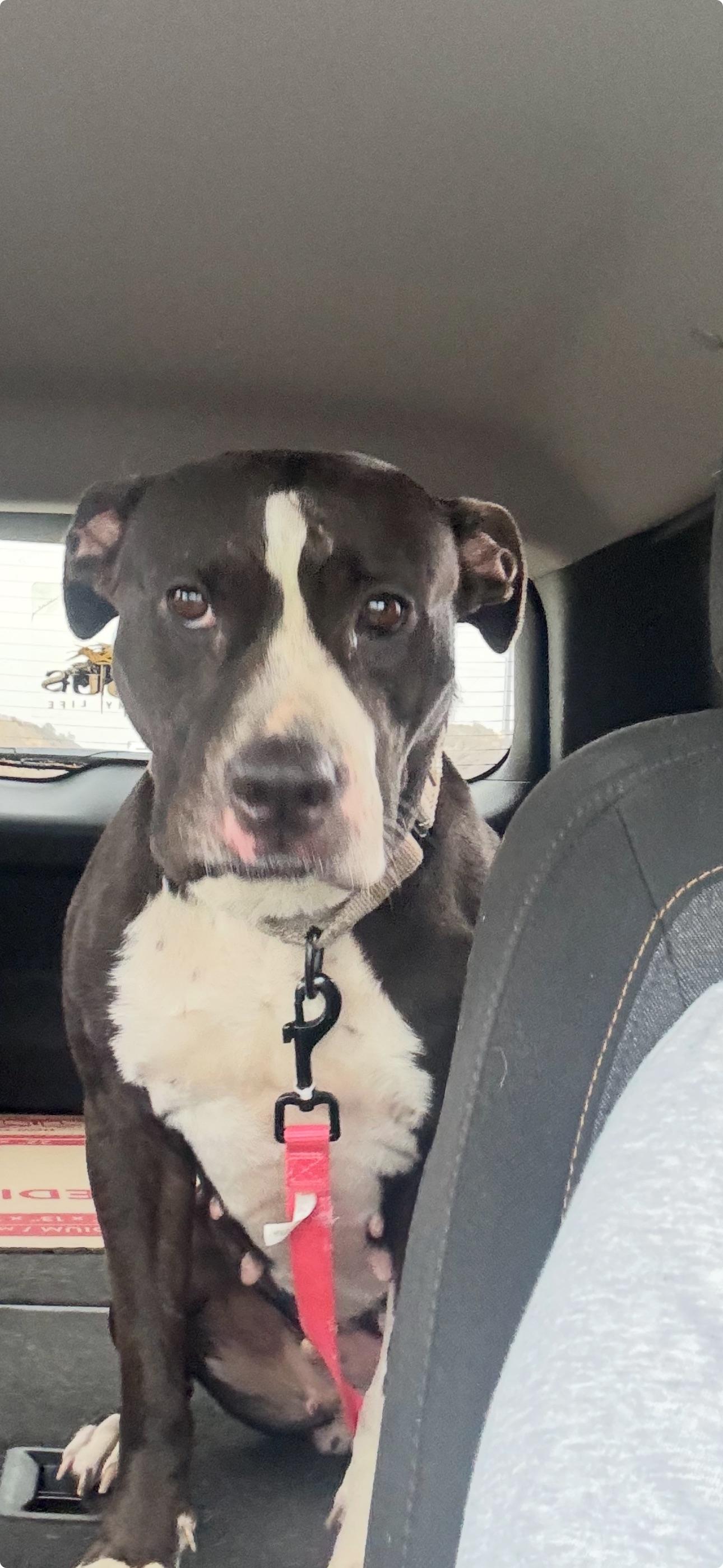 Hannah, Adoptable, Adult Female American Staffordshire Terrier & Pit Bull Terrier.