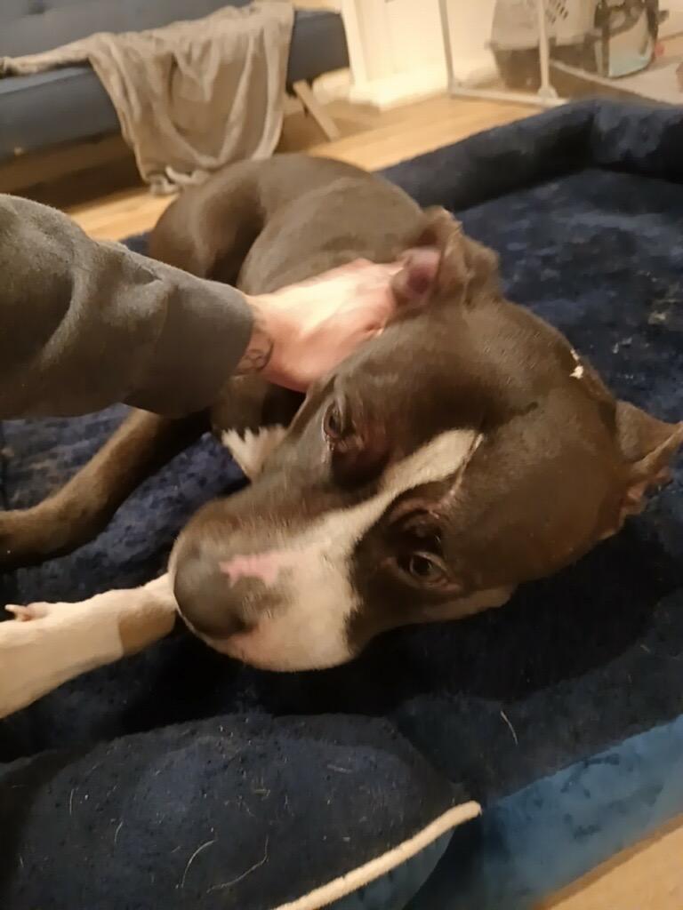 Enlarge Hannah, a ADOPTABLE mixed breed in Riverside, CA image 5/5