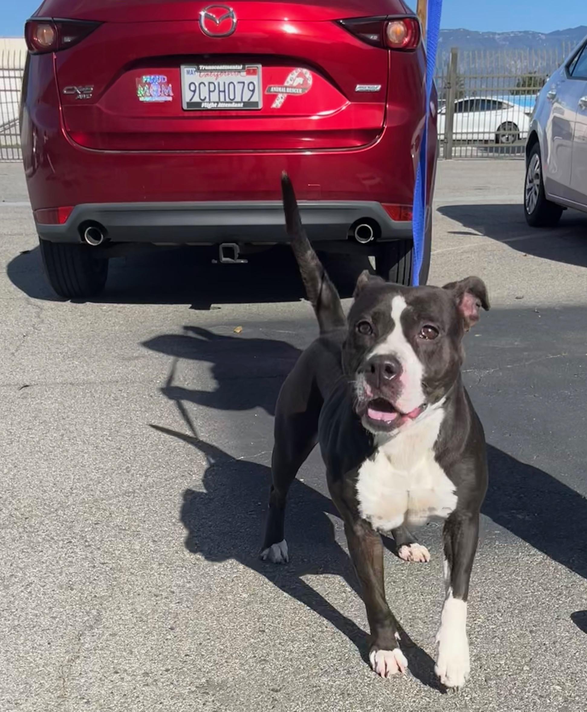 Enlarge Hannah, a ADOPTABLE mixed breed in Riverside, CA image 3/5