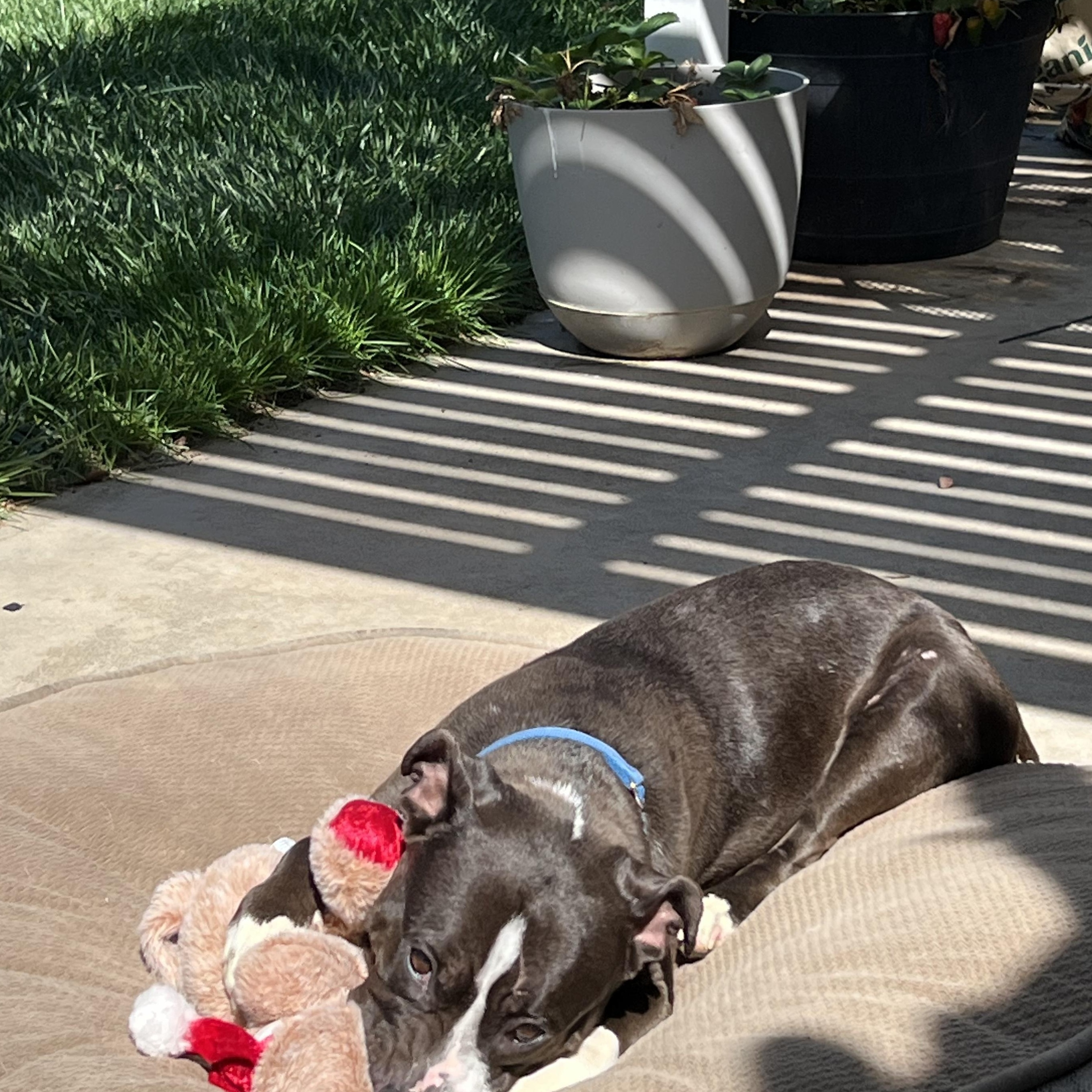 Enlarge Hannah, a ADOPTABLE mixed breed in Los Angeles, CA image 3/6