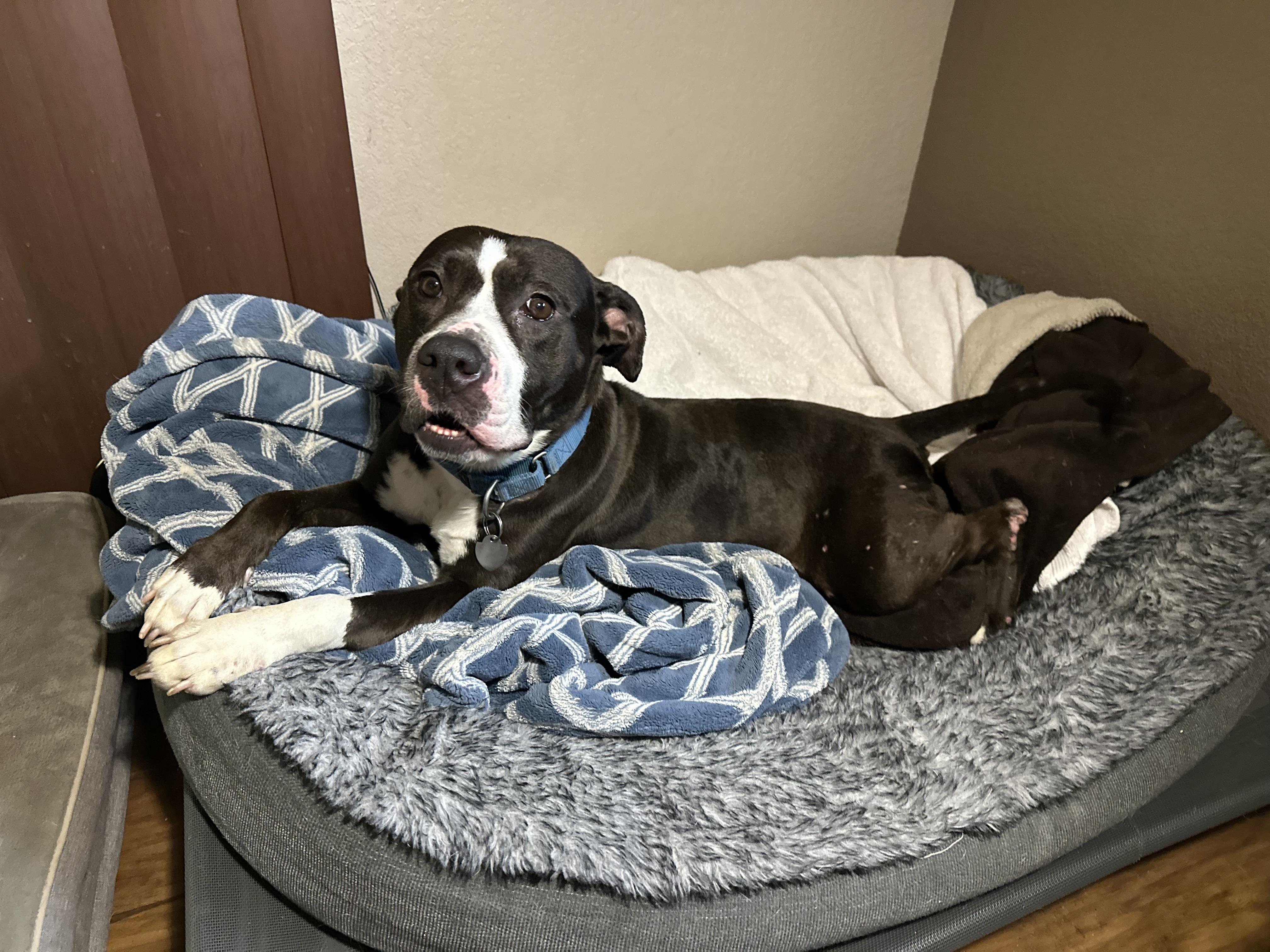 Enlarge Hannah, a ADOPTABLE mixed breed in Los Angeles, CA image 1/6