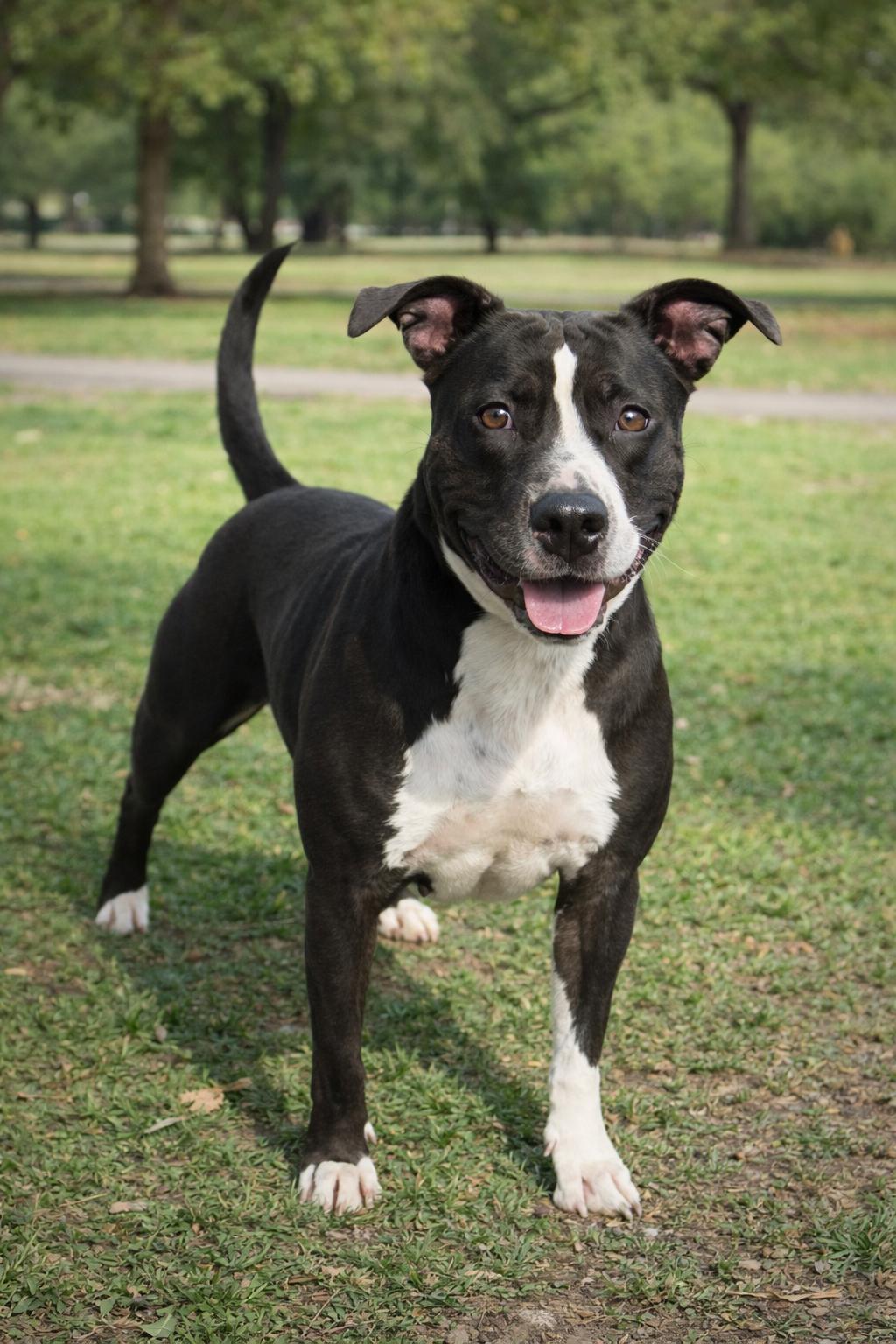 Hannah, ADOPTABLE, Adult Female American Staffordshire Terrier & Pit Bull Terrier.