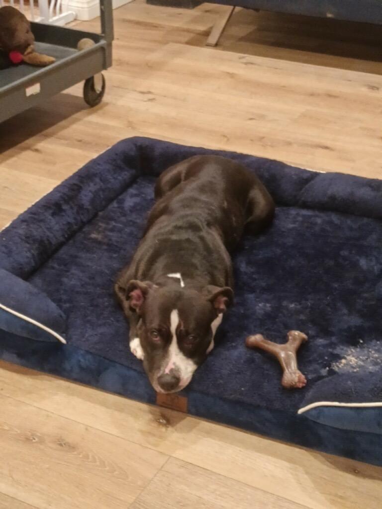 Enlarge Hannah, a ADOPTABLE mixed breed in Riverside, CA image 2/5