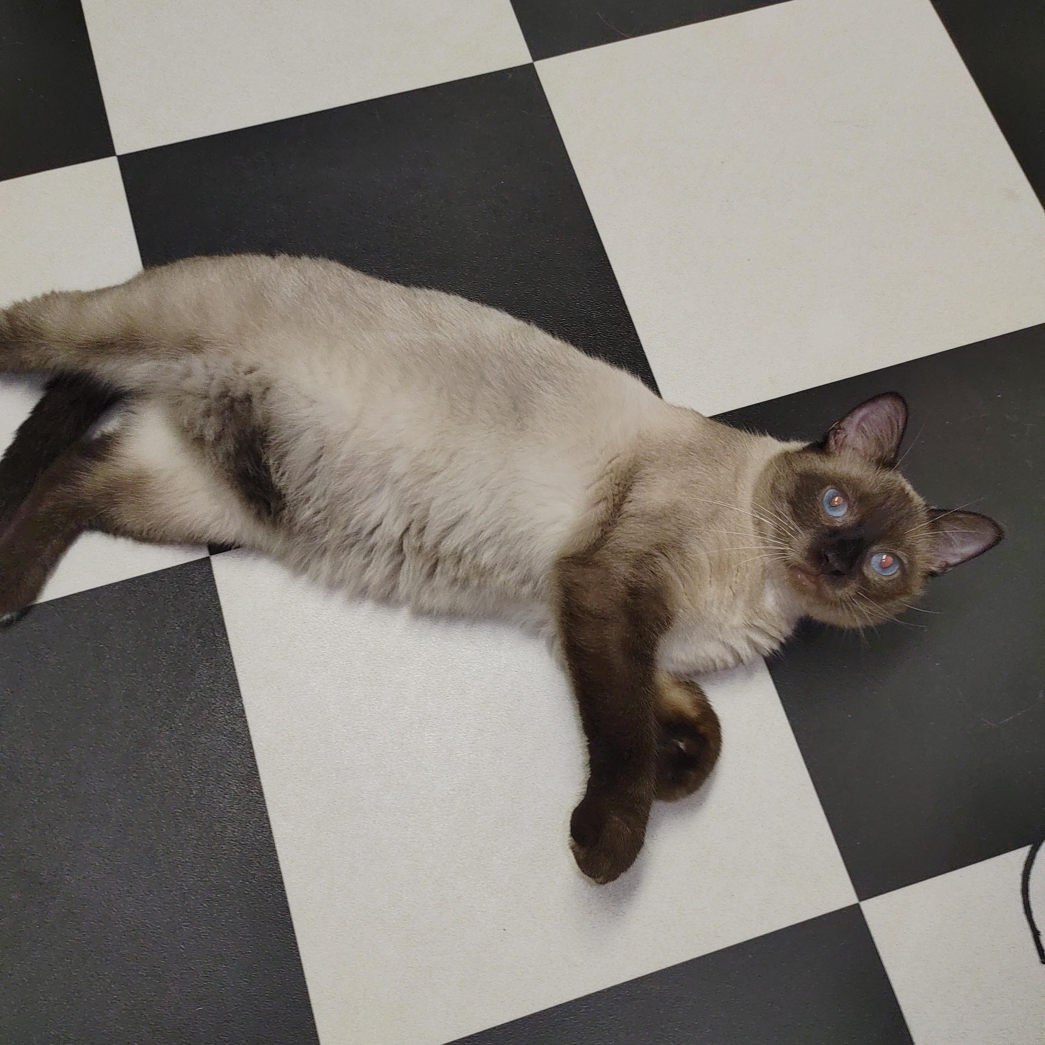 Riley and Remington, adopted, Young Male Siamese.