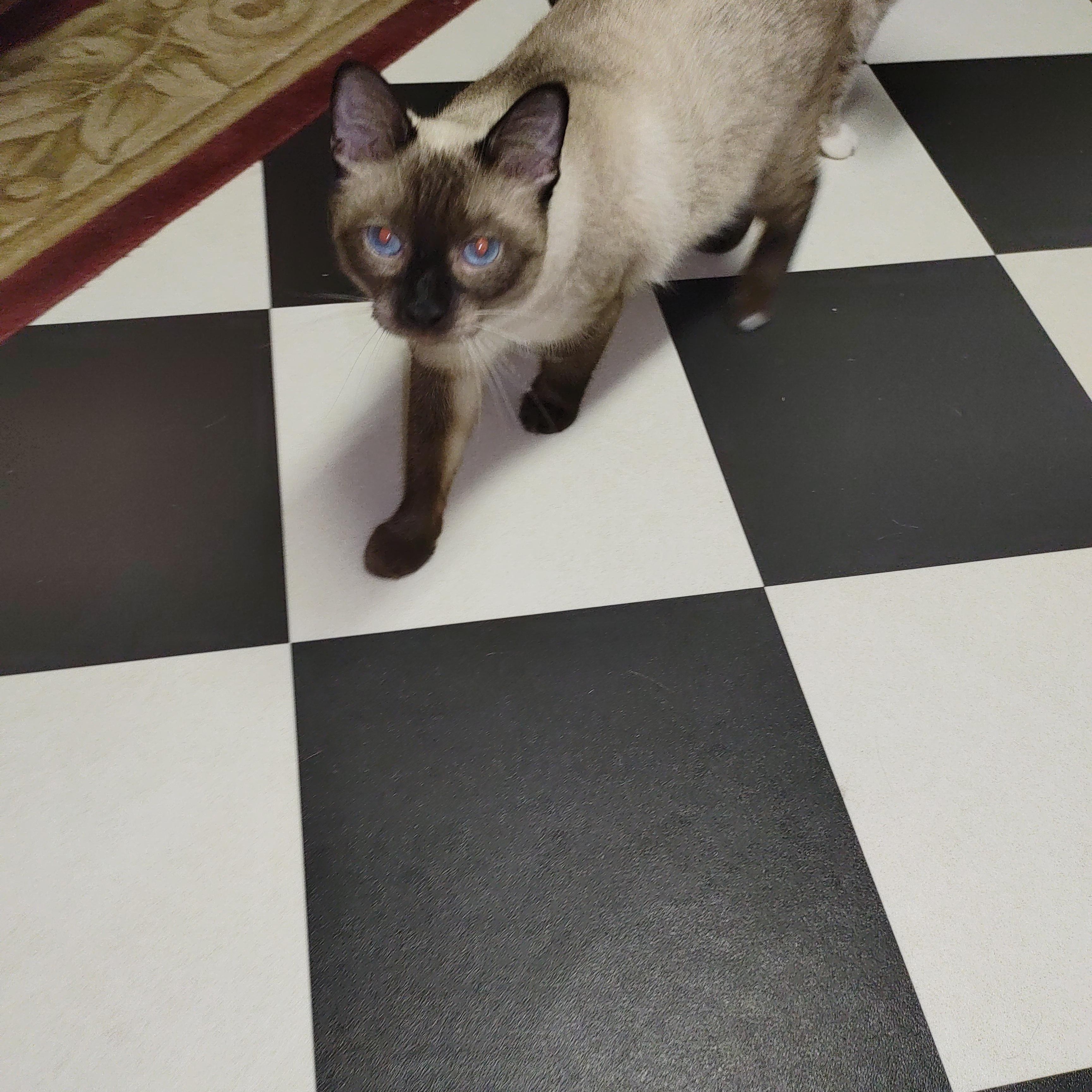 Enlarge Riley and Remington, an adopted mixed breed in Nicholson, PA image 2/3