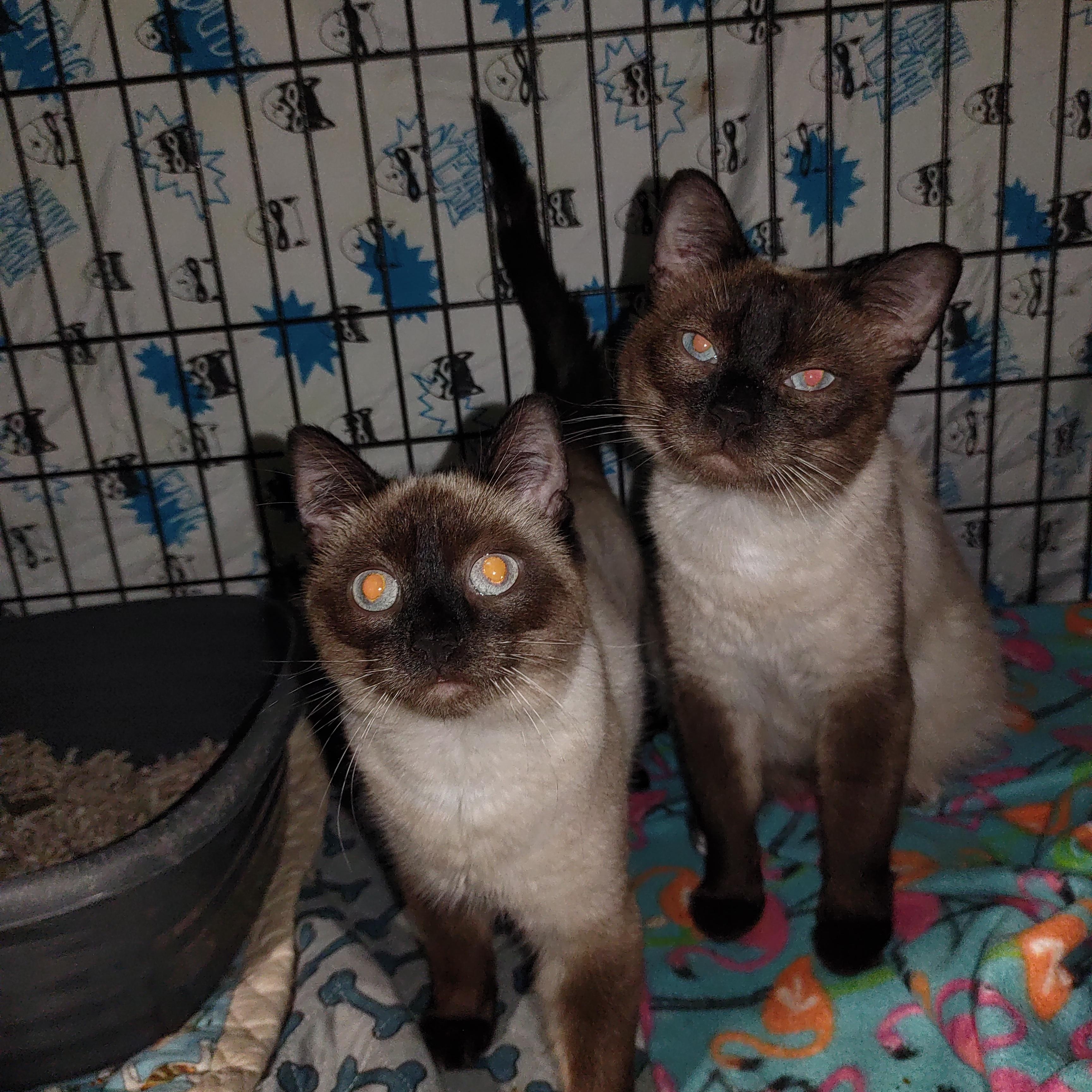 Enlarge Riley and Remington, an adopted mixed breed in Nicholson, PA image 3/3