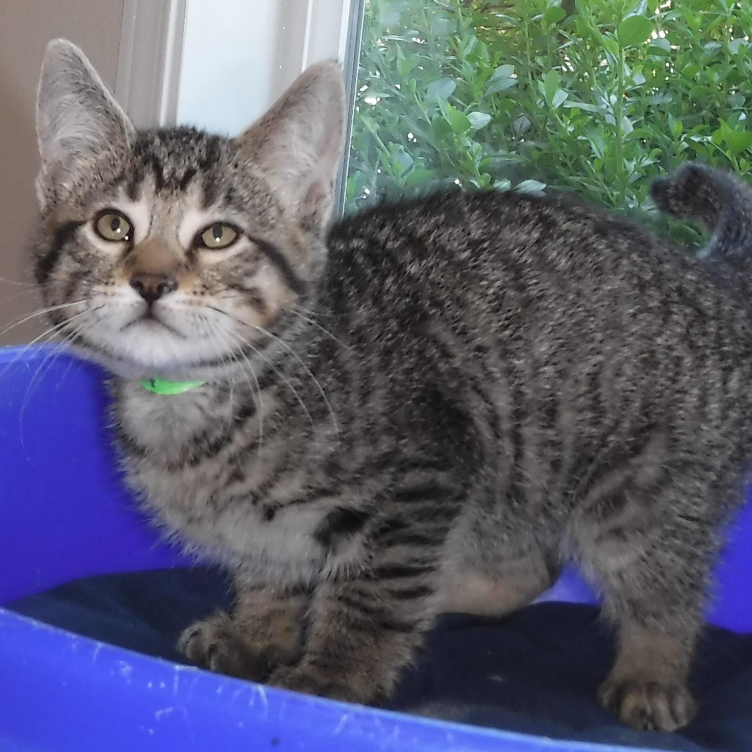 Nash - Handsome Little Tabby, a ADOPTABLE Tabby in Hoquiam, WA image 2/6