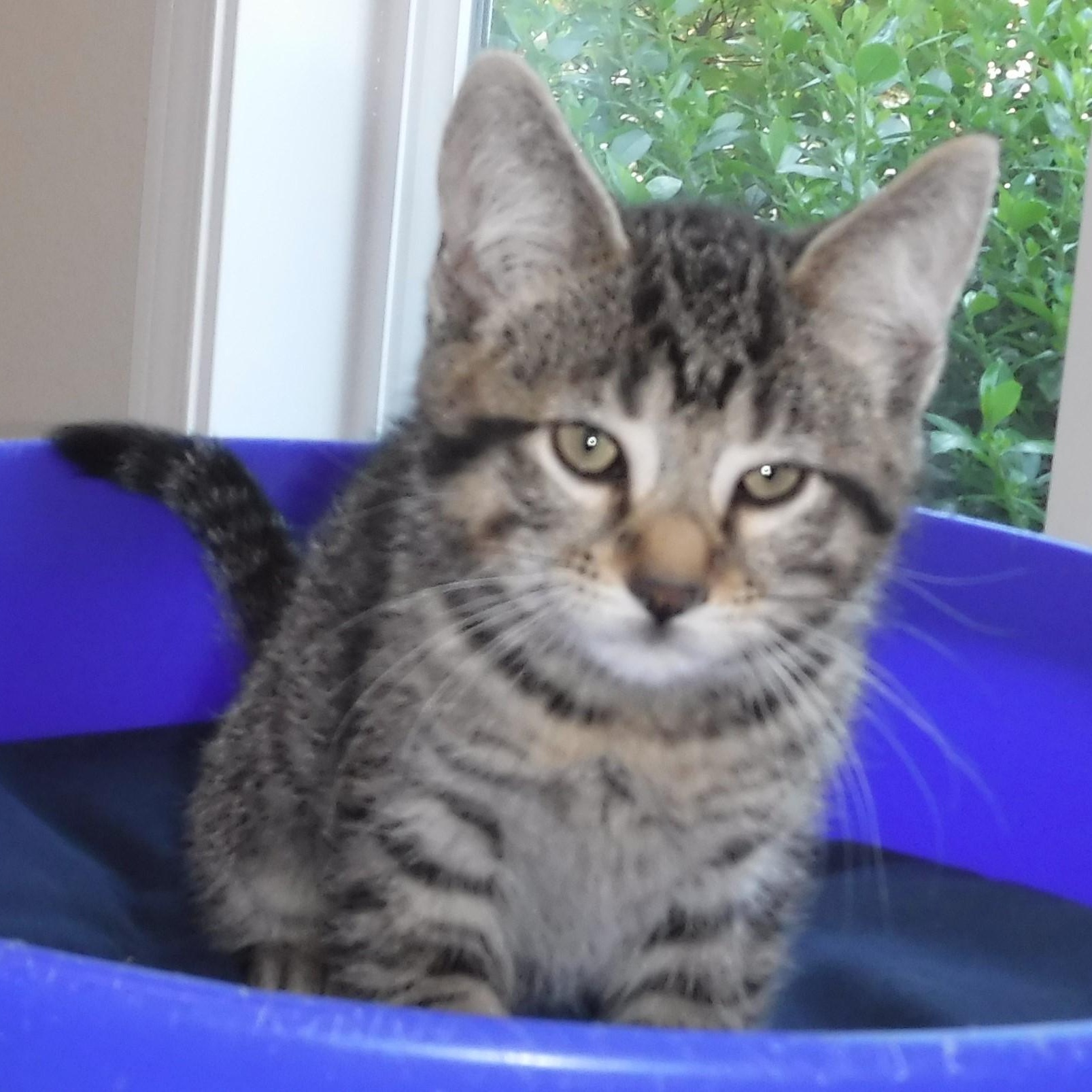 Nash - Handsome Little Tabby, a ADOPTABLE Tabby in Hoquiam, WA image 6/6