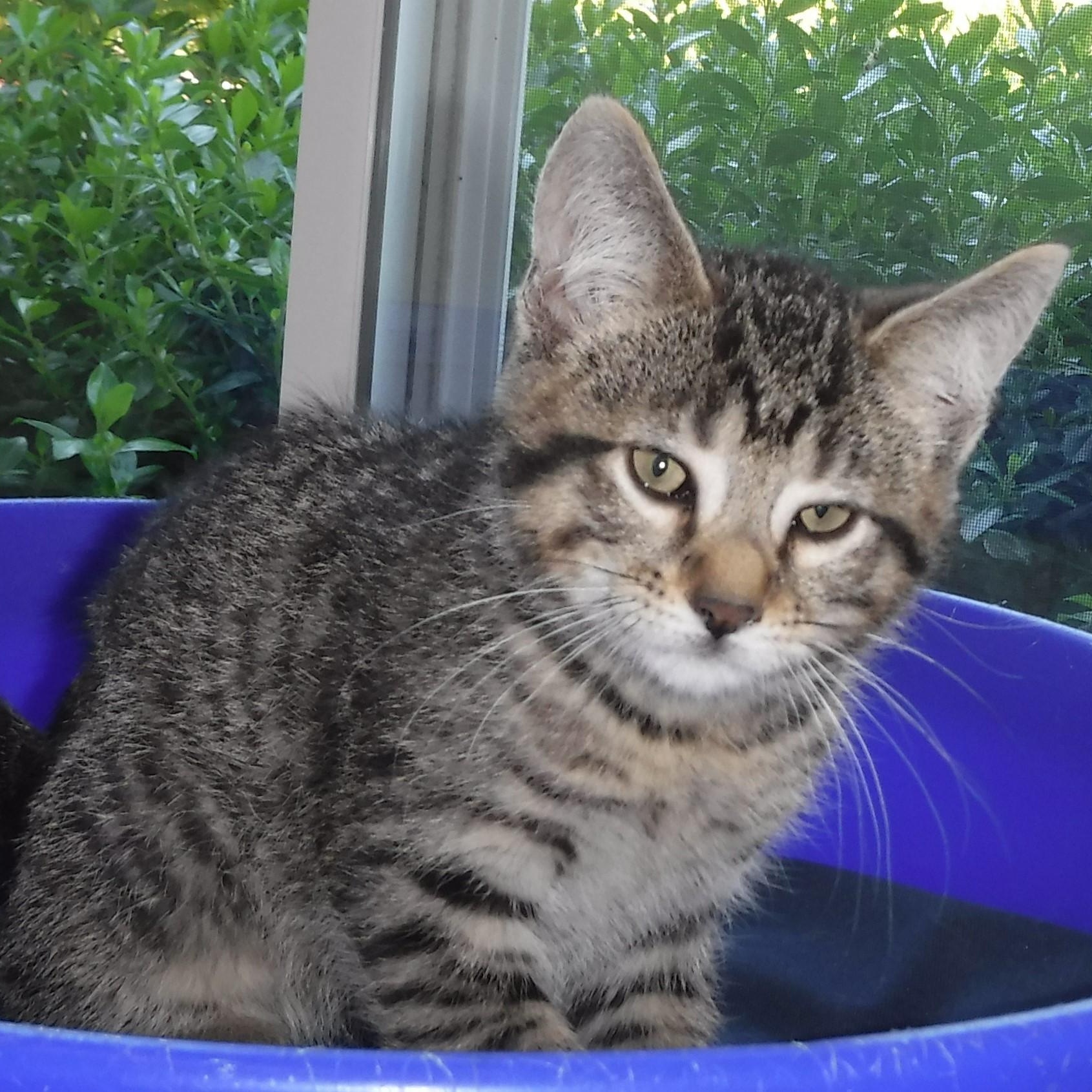 Nash - Handsome Little Tabby, a ADOPTABLE Tabby in Hoquiam, WA image 5/6