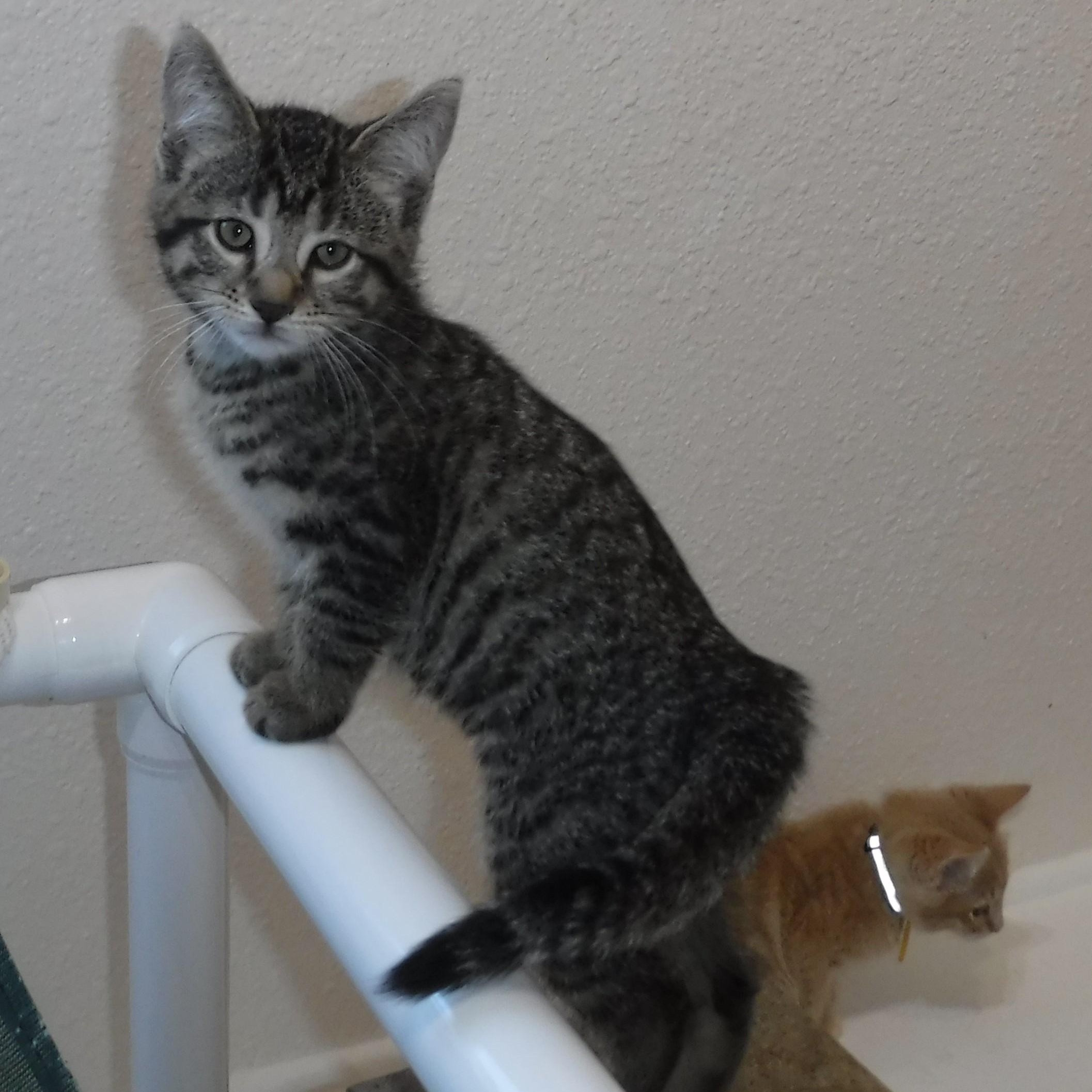 Nash - Handsome Little Tabby, a ADOPTABLE Tabby in Hoquiam, WA image 1/6