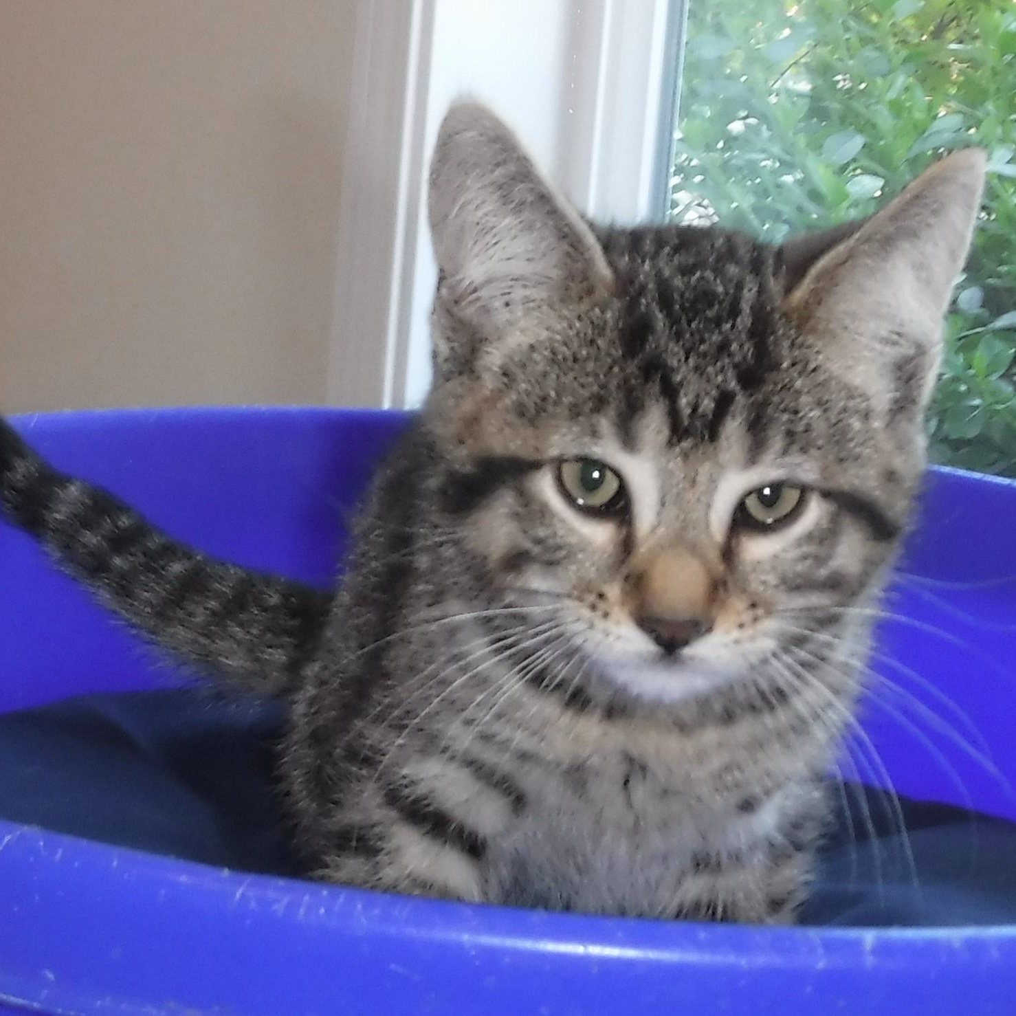 Nash - Handsome Little Tabby, a ADOPTABLE Tabby in Hoquiam, WA image 4/6