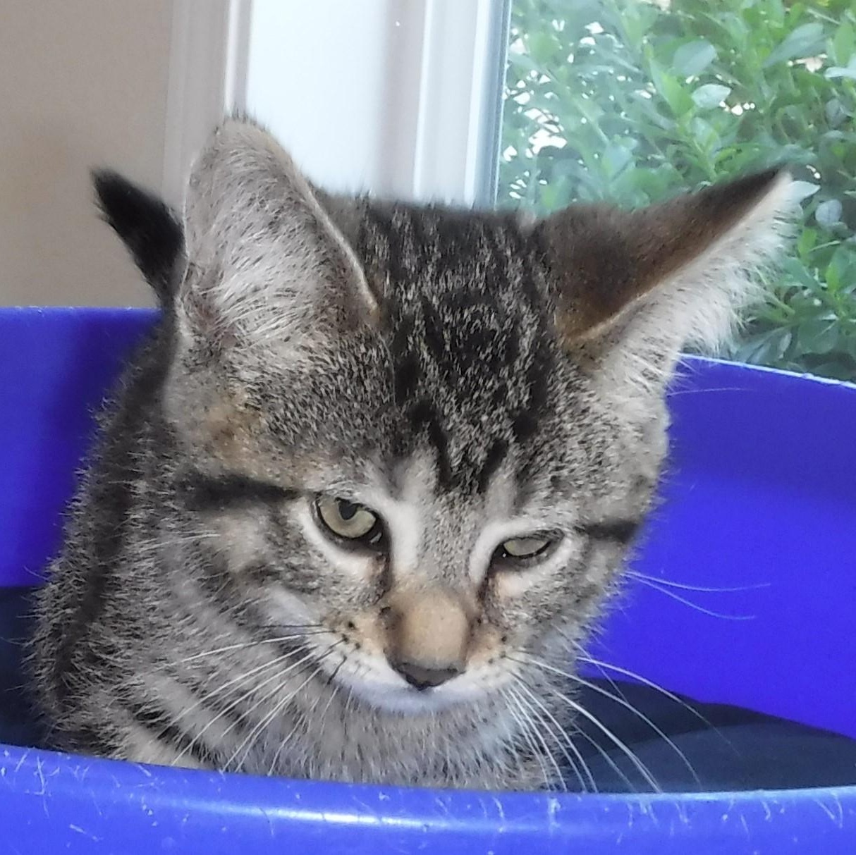 Nash - Handsome Little Tabby, a ADOPTABLE Tabby in Hoquiam, WA image 3/6