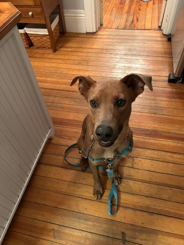 Bookworm, Adoptable, Adult Male Mixed Breed.