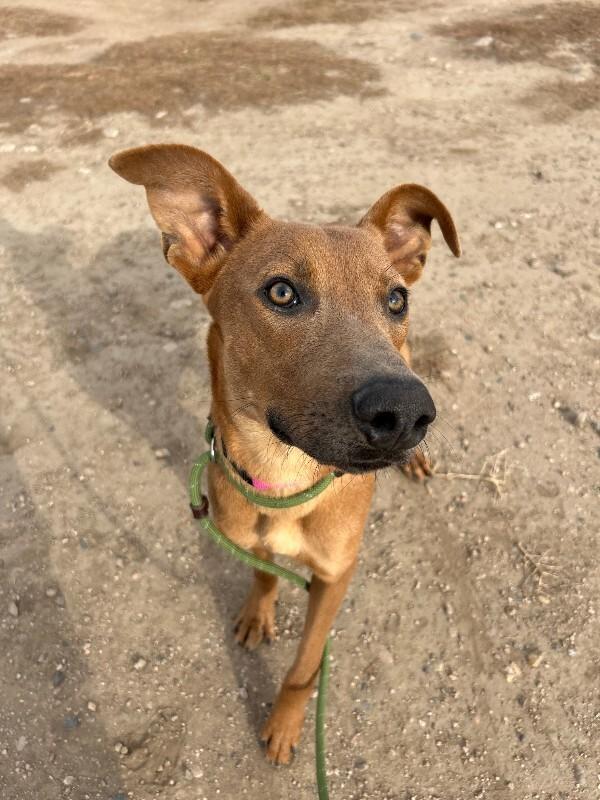 Bookworm, a Adoptable Mixed Breed in Fort Collins, CO image 3/6