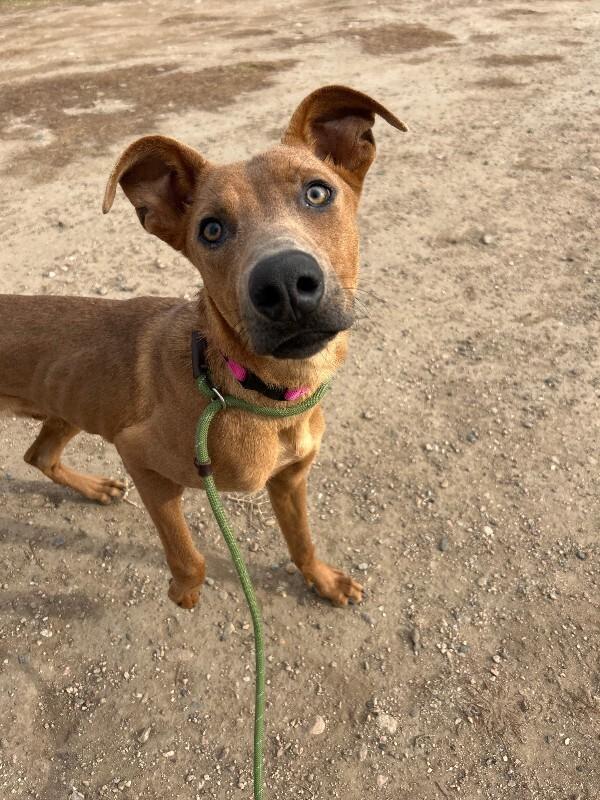 Bookworm, a Adoptable Mixed Breed in Fort Collins, CO image 4/6
