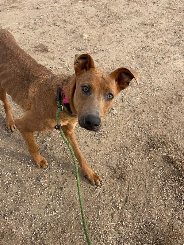 Bookworm, a Adoptable Mixed Breed in Fort Collins, CO image 5/6