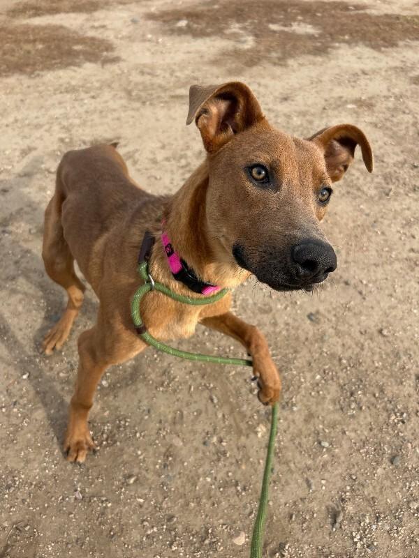 Bookworm, a Adoptable Mixed Breed in Fort Collins, CO image 6/6