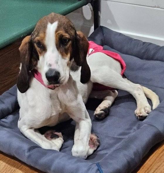 Tilly, a Adoptable Treeing Walker Coonhound in Huntley, IL image 2/5