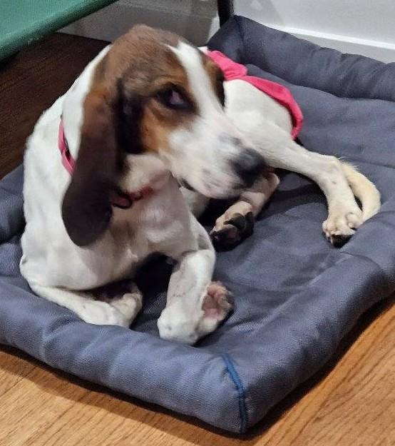 Tilly, a Adoptable Treeing Walker Coonhound in Huntley, IL image 5/5