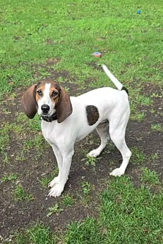 Tilly, a Adoptable Treeing Walker Coonhound in Huntley, IL image 1/5