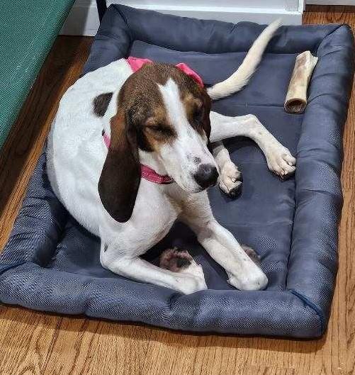 Tilly, a Adoptable Treeing Walker Coonhound in Huntley, IL image 4/5