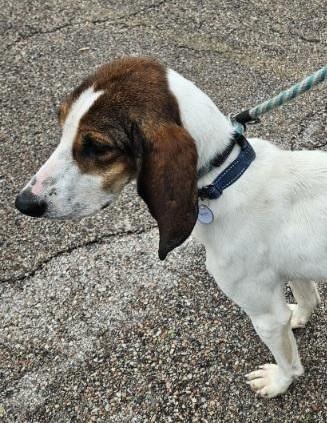 Tilly, a Adoptable Treeing Walker Coonhound in Huntley, IL image 3/5