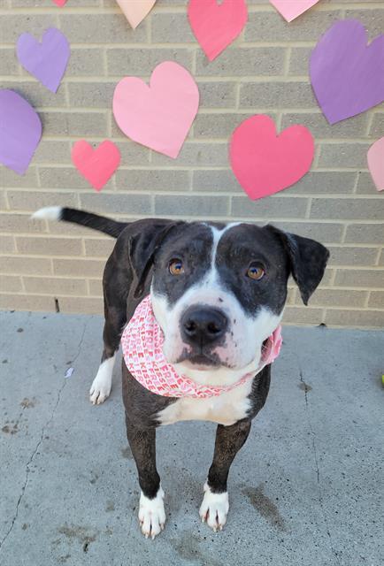 STEWY — thumbnail 2