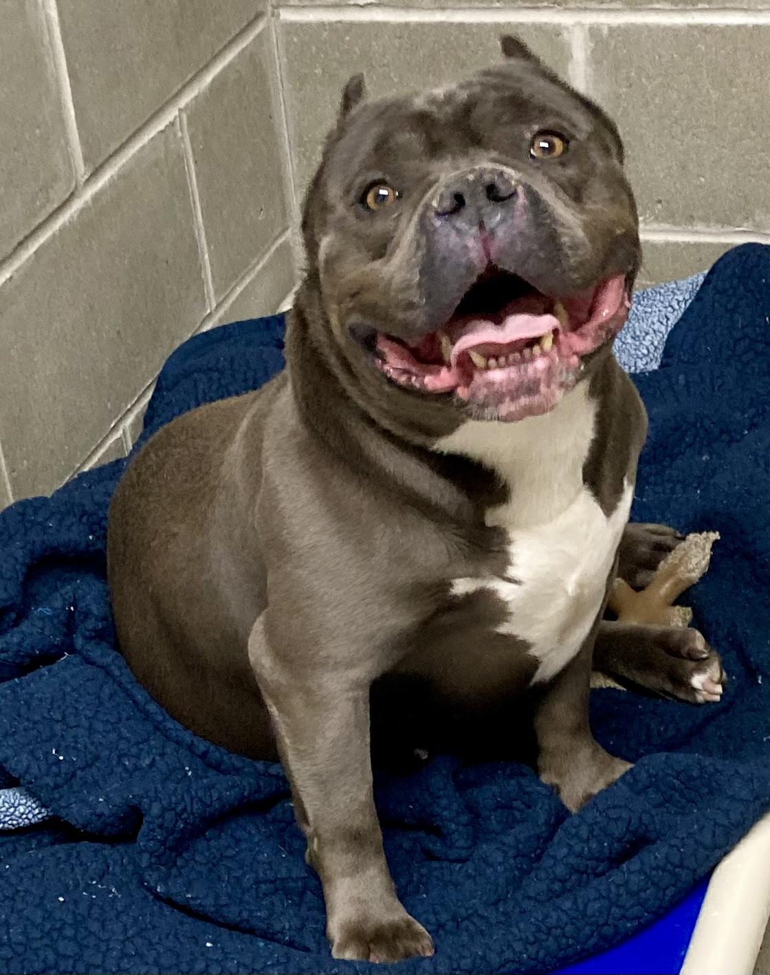 Enlarge Greyson, a ADOPTABLE Bulldog in Sandusky, MI image 4/5