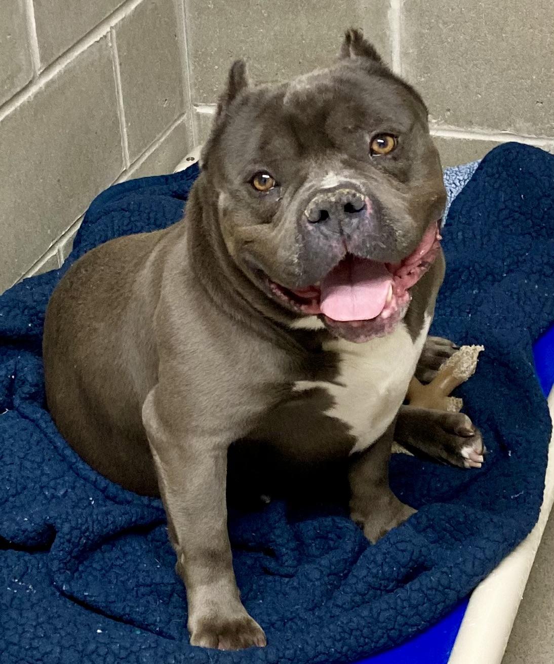 Enlarge Greyson, a ADOPTABLE Bulldog in Sandusky, MI image 5/5