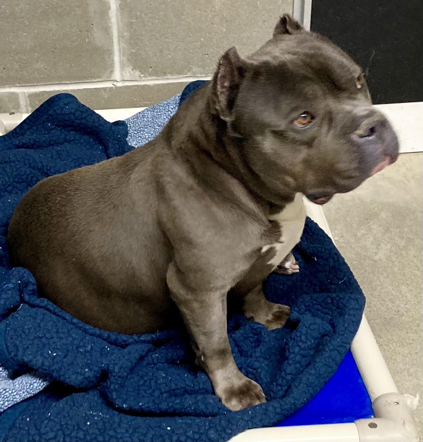 Enlarge Greyson, a ADOPTABLE Bulldog in Sandusky, MI image 2/5