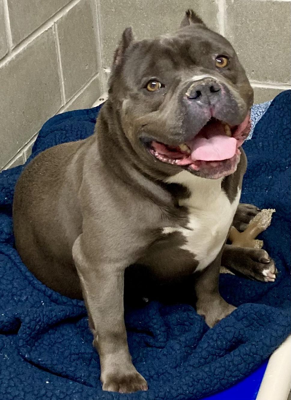 Enlarge Greyson, a ADOPTABLE Bulldog in Sandusky, MI image 3/5