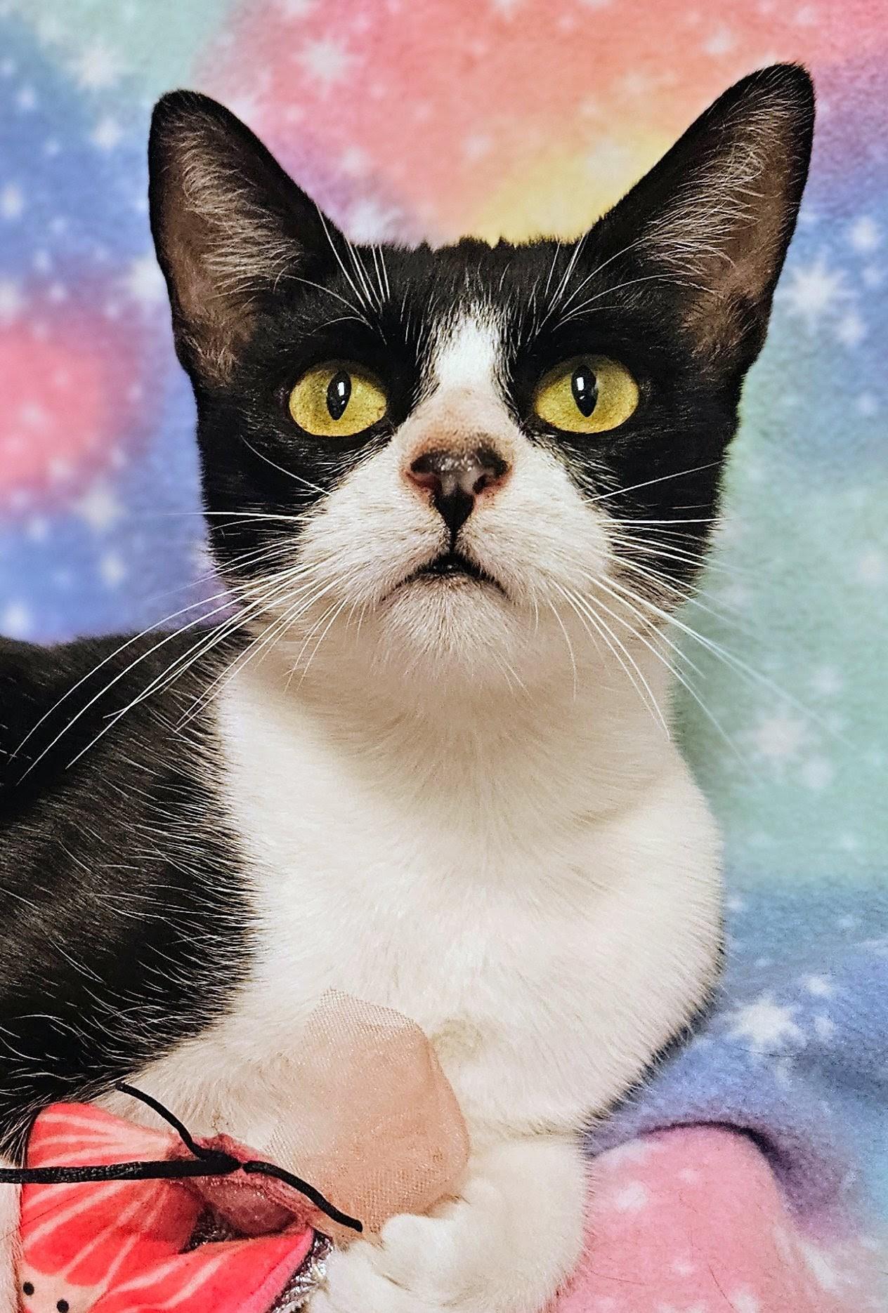 Enlarge Miss Muffet - Rancho Cucamonga PetSmart, a Adoptable Domestic Short Hair in Rancho Cucamonga, CA image 2/3