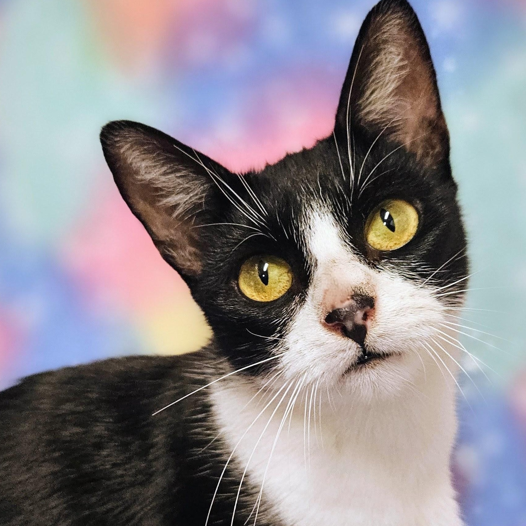 Miss Muffet - Rancho Cucamonga PetSmart, Adoptable, Kitten Female Domestic Short Hair.