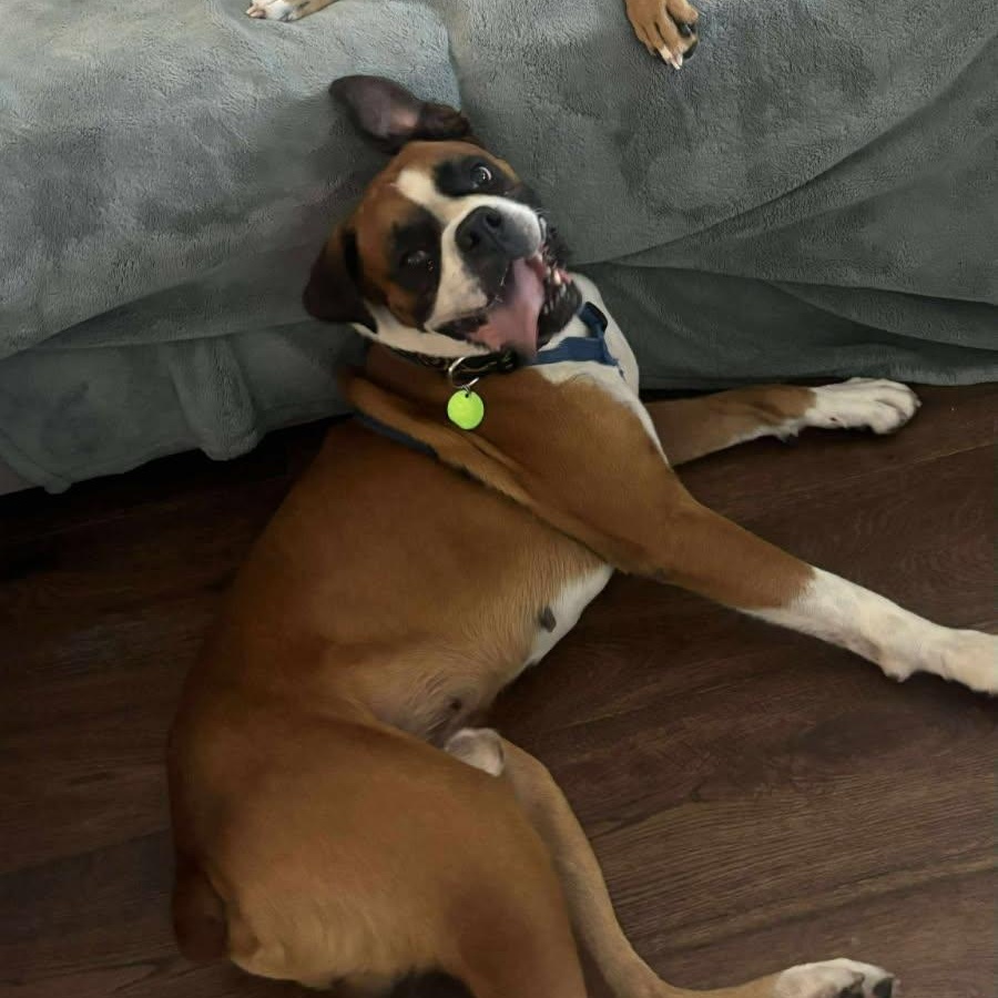 Meet Grump  The Sweetest Goofball with a Grumpy Face Age 4 years old Breed Boxer Gender Male We