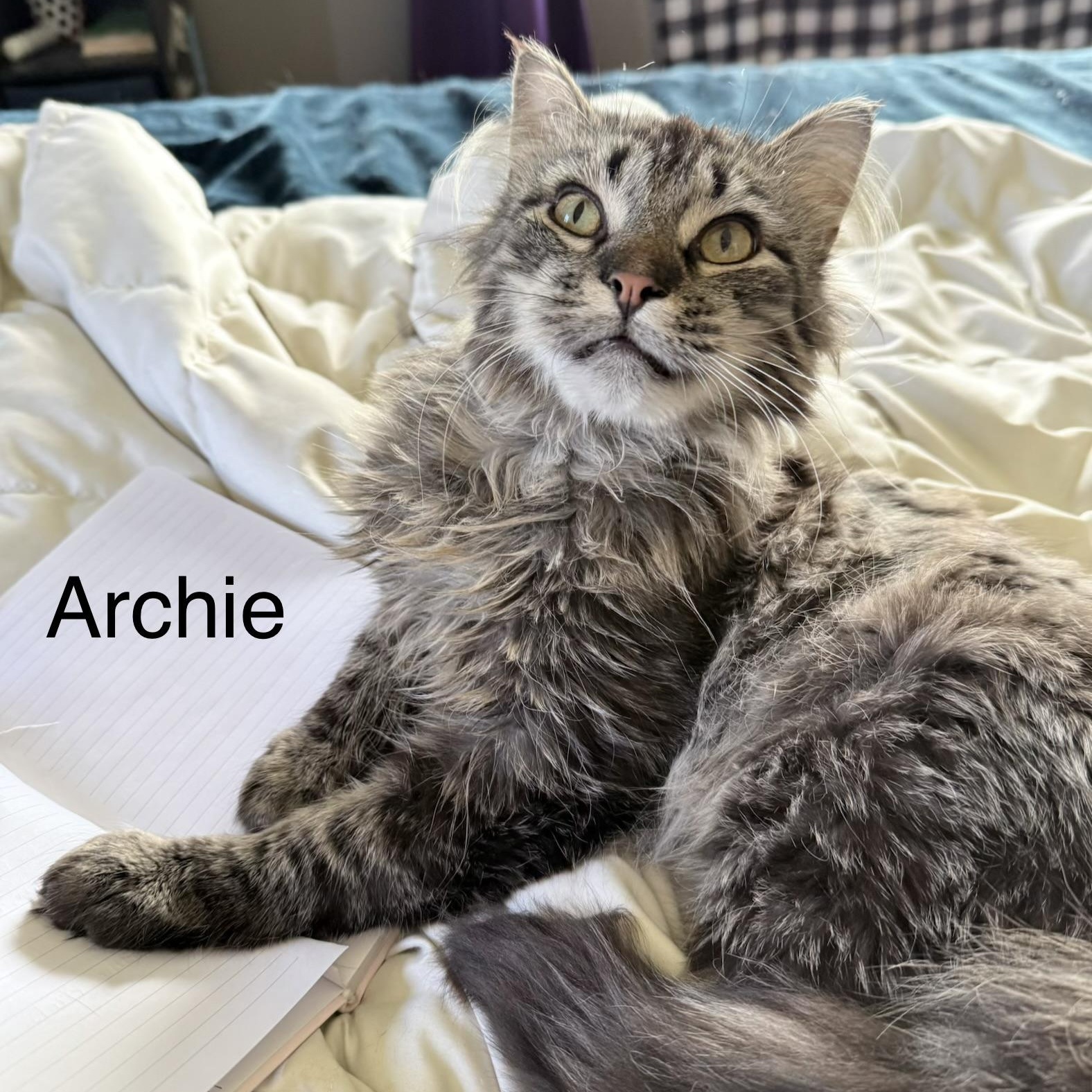 Archie, a ADOPTABLE Domestic Long Hair in Menasha, WI image 2/4