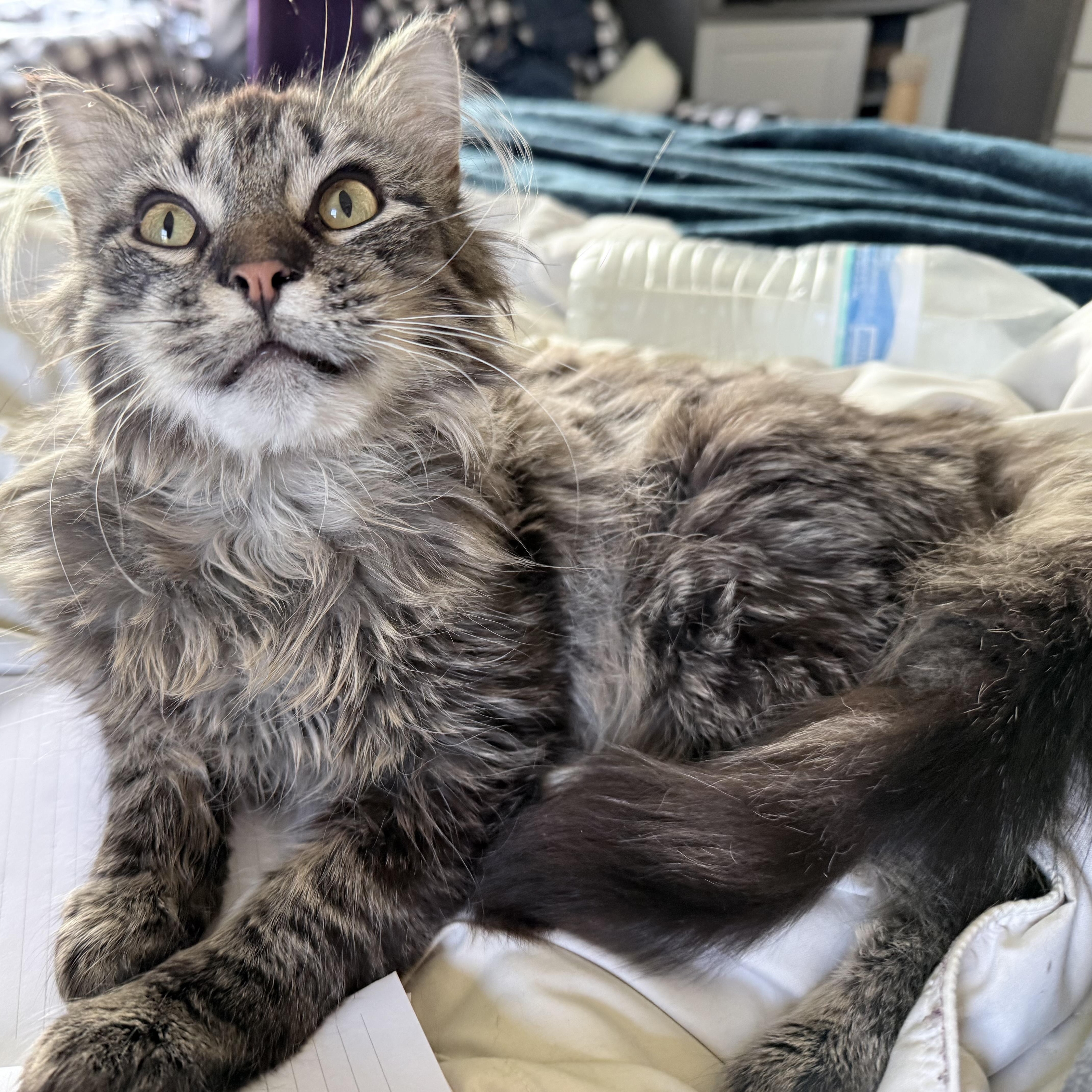 Archie, a ADOPTABLE Domestic Long Hair in Menasha, WI image 4/4