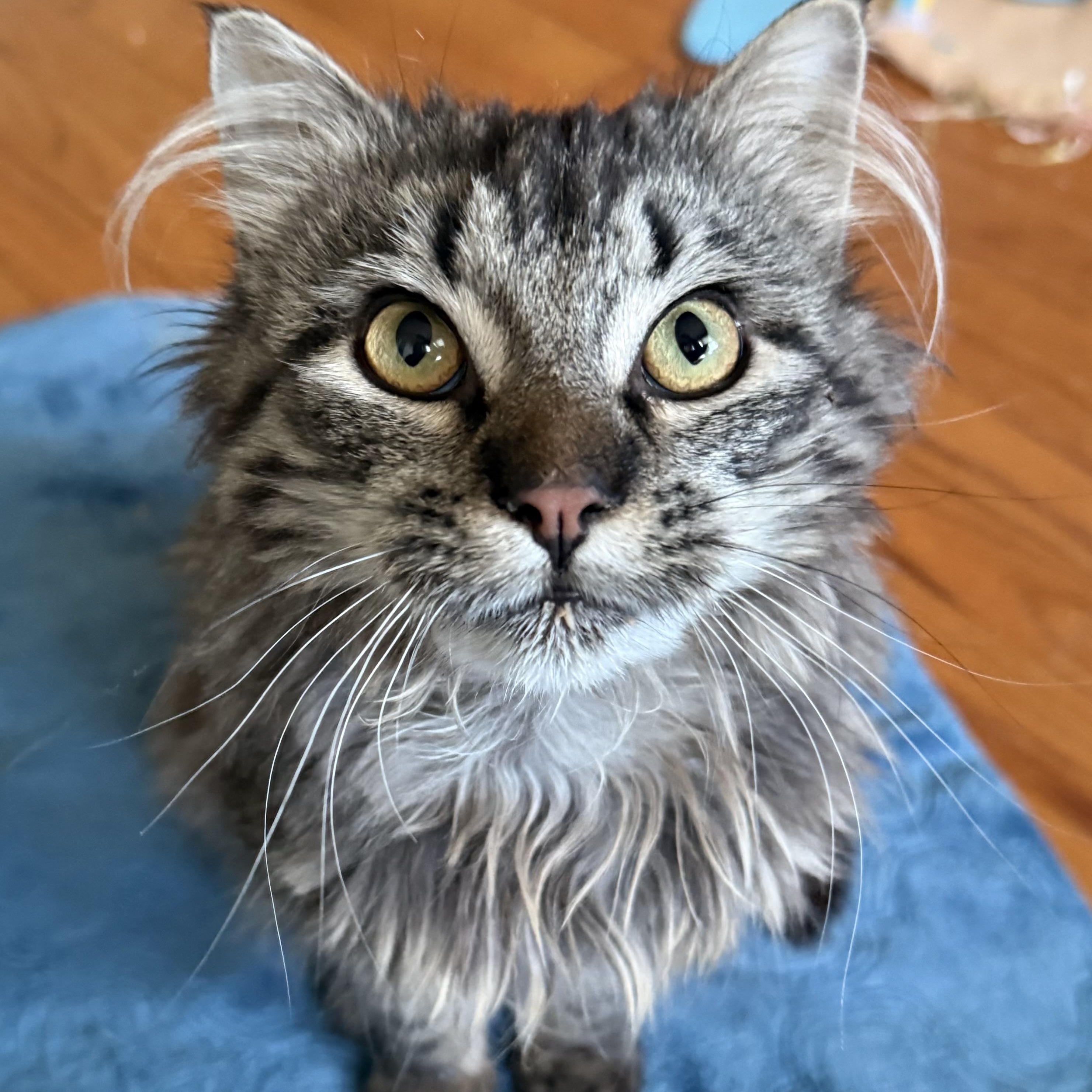 Archie, ADOPTABLE, Young Male Domestic Long Hair.