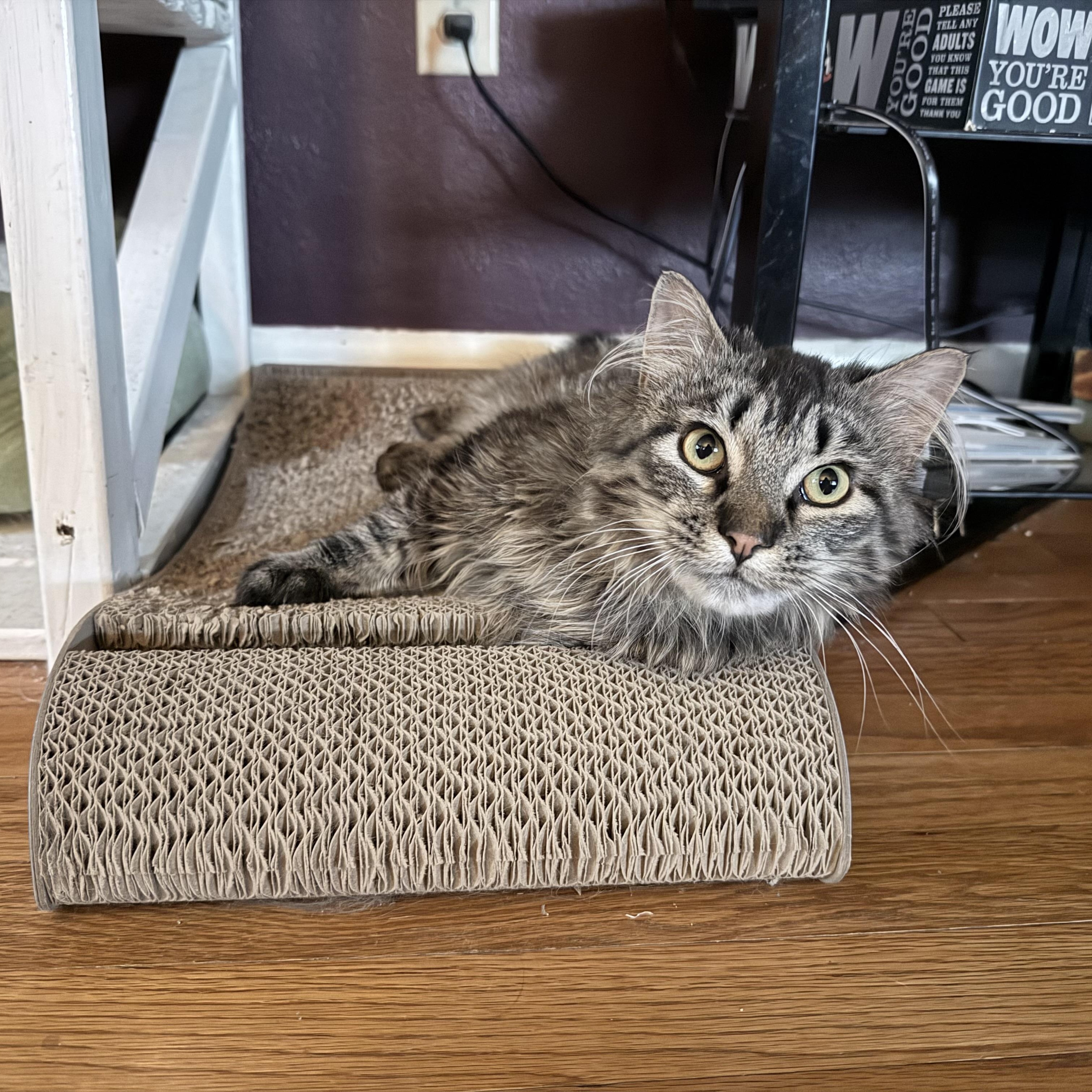 Archie, a ADOPTABLE Domestic Long Hair in Menasha, WI image 3/4