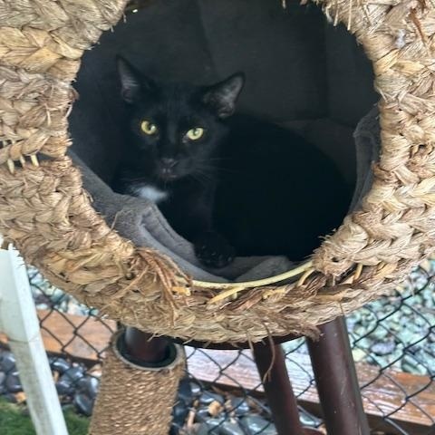 Puck, a Adoptable Domestic Short Hair in Carthage, NC image 2/4