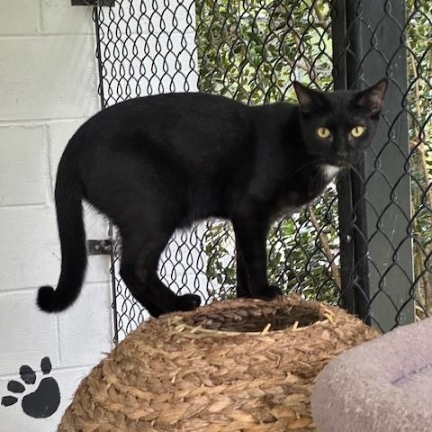 Puck, a Adoptable Domestic Short Hair in Carthage, NC image 3/4