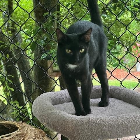 Puck, a Adoptable Domestic Short Hair in Carthage, NC image 1/4