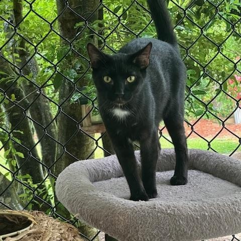 Puck, a Adoptable Domestic Short Hair in Carthage, NC image 4/4