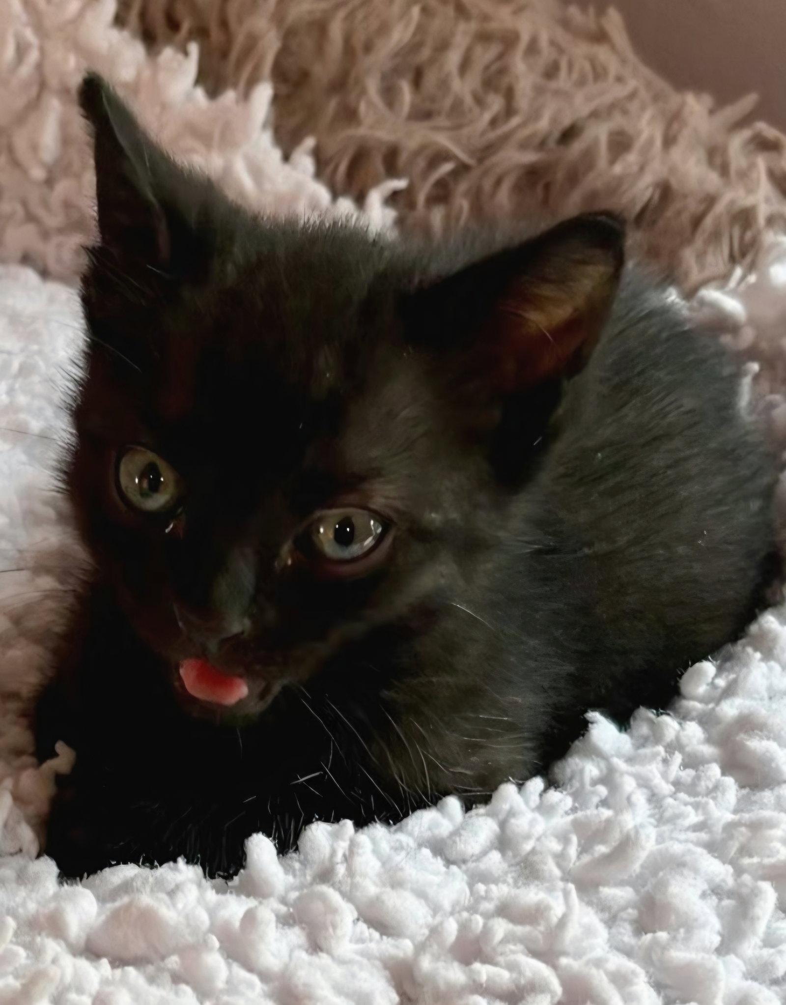 Enlarge Basil, a Adoptable Domestic Short Hair in Campbell, CA image 1/2