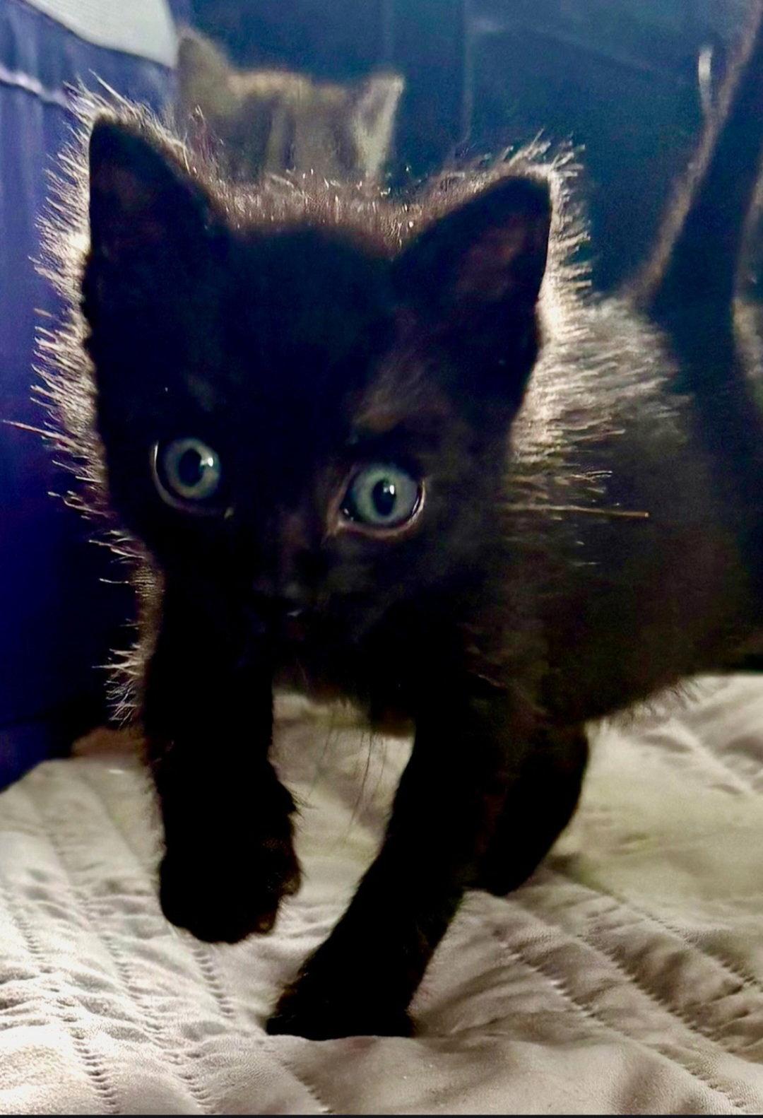 Enlarge Basil, a Adoptable Domestic Short Hair in Campbell, CA image 2/2