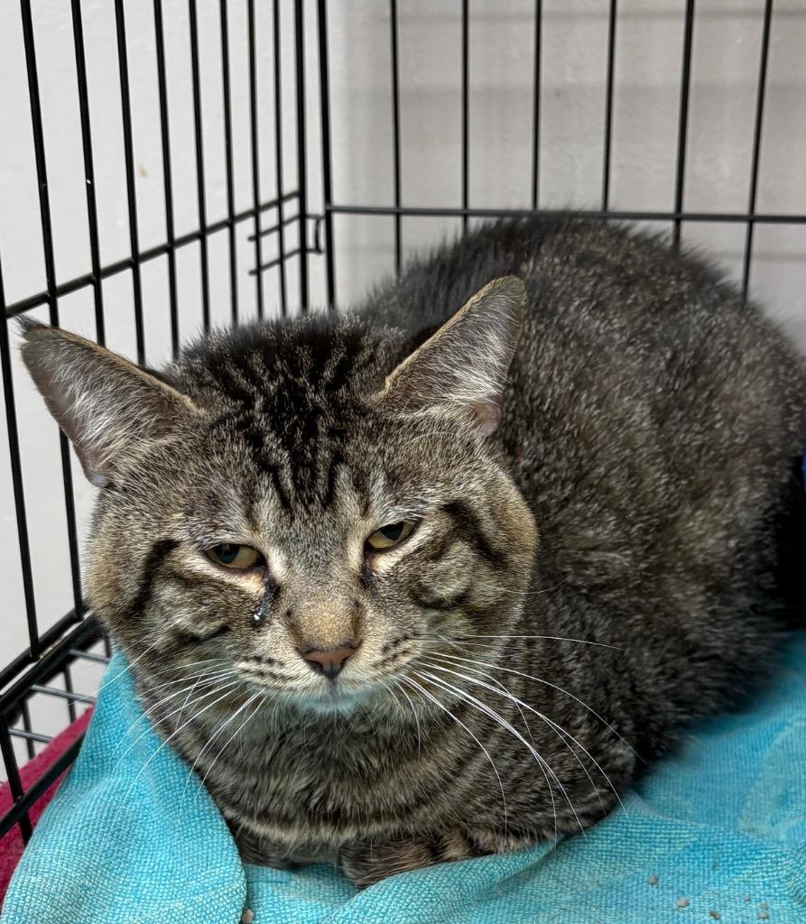 Enlarge T2, a Adoptable mixed breed in Little Rock, AR image 1/1